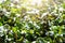 microgreen Foliage Background. Close-up of radish 6 days microgreens.