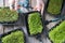 Microgreen growing. Micro green sprouts in a trays on a rustic wooden table