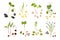Microgreen Growing Seed Icon Set