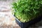 Microgreen grows in a pot. Young sprouts of peas. Super food.