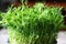 Microgreen grows in a pot. Young sprouts of peas. Super food.