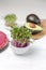 Microgreen kress, pink radish sprouts, beetroot pancakes, avocado on white wooden background, copy space