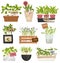 Microgreen Label Icon Set