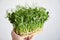 Microgreen pea sprouts in hand on gray background. Micro greens