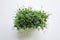 Microgreen pea sprouts on white table, top view. Micro greens