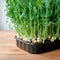 Microgreen peas. Edible green sprouts. Square image