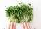 Microgreen radish shoot in plastic box and woman fingers, top view. Superfood, closeup. Concept healthy lifestyle