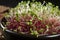 microgreen radish sprouts in bowl closeup, AI generative