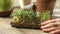 Microgreen radish sprouts in female hands. Raw sprouts, micro greens, seed germination at home. Vegan and healthy eating concept.