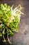 Microgreen. radish sprouts on the rustic background