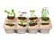 Microgreen set. Organic. Fresh young shoots of various plants. healthy diet. Vegetarian food