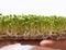 Microgreen. Sprouted mustard seeds on linen mat in female hands