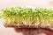 Microgreen. Sprouted mustard seeds on linen mat in female hands