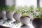 Microgreen sprouts in eggshells on a white background. AI generated