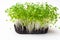 microgreen sprouts Raw sprouts, microgreens, healthy eating concept