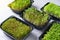 Microgreen sprouts on the table, view above.