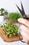 Microgreen sunflower and wheat and scissors in female hand. Healthy superfood home growth