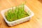 Microgreen wheat planted in plastic box on the wooden windowsill