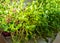A microgreen is a young vegetable green. A microgreen or Sprouts in plastic boxes are raw living sprout vegetables germinated from