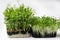 A microgreen is a young vegetable green. A microgreen or Sprouts are raw living sprout vegetables germinated from high quality