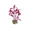 Microgreens amaranth plant bunch, hand drawn natural organic spice herb, vector healthy microgreen shoots, raw sprout