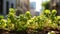 Microgreens of arugula close-up. Growing healthy breakfast ingredients