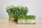 Microgreens arugula and pea shoots on wooden table. Micro green growing. Healthy food