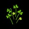 Microgreens Broccoli. Bunch of plants. Black background