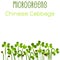 Microgreens Chinese Cabbage. Seed packaging design. Sprouting seeds of a plant