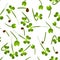 Microgreens Chinese Cabbage. Sprouting seeds of a plant. Seamless pattern. Vitamin supplement, vegan food