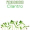 Microgreens Cilantro. Seed packaging design. Sprouting seeds of a plant