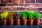 microgreens in colorful pots against a brick wall backdrop