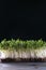 Microgreens domestic cultivation. Microgreen sprouts on black wall. Free place for text. Grown stems with green leaves.