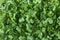 Microgreens Foliage Background. Young Fresh Potted Water Cress. Gardening Healthy Plant Based Diet Food Garnish Concept