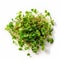 Microgreens, fresh radish sprouts, on a white background.