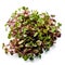 Microgreens, fresh radish sprouts, on a white background.