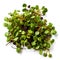 Microgreens, fresh radish sprouts, on a white background.