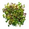 Microgreens, fresh radish sprouts, on a white background.