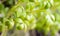 Microgreens garden cress