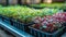 Microgreens Garden under blue and red LED lights in an indoor farm