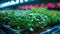 Microgreens Garden under blue and red LED lights in an indoor farm