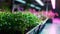 Microgreens Garden under purple LED lights in an indoor farm