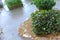 Microgreens growing background with microgreen sprouts on the table. Seed Germination at home.