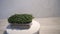 Microgreens growing background with microgreen sprouts on the table with a tablet to record