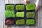 Microgreens growing background with microgreen sprouts on the wooden table.