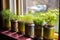 microgreens growing in recycled tin cans on windowsill