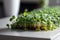 Microgreens growing on the worktop at kitchen. Generative AI