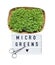 Microgreens isolated on white. micro greens for sale. Vitamins from nature. Vegan and healthy superfood delivery service