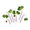 Microgreens Kale. Bunch of plants. White background