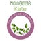 Microgreens Kale. Seed packaging design, round element in the center